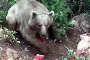 Tunceli'de bozayı koyun postunu alıp g&ouml;t&uuml;rd&uuml;