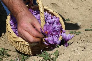 D&uuml;nyanın en pahalı bitkisinin hasadı başladı