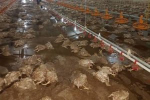 Sel felaketi 17 bin tavuğu telef etti