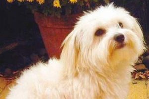 Boşanma davasında k&ouml;peğe velayet!