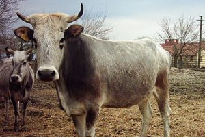 Isparta'da &ouml;k&uuml;z dehşeti yaşandı!