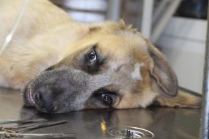 Sokak k&ouml;peğini t&uuml;fekle vurdu