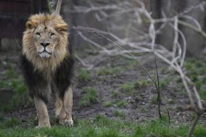 Hindistan'da iki haftada 23 aslan telef oldu