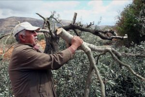 Yahudi yerleşimciler Filistinli &ccedil;ift&ccedil;inin zeytin ağa&ccedil;larını kesti