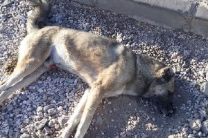 Şanlıurfa'da k&ouml;pekleri zehirlediler