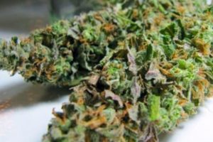 Boz&uuml;y&uuml;k'te 1 kilo skunk ele ge&ccedil;irildi