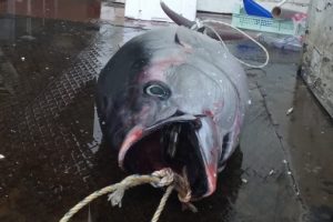 Bursa'da 13 ton balığa el kondu