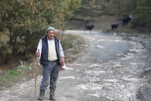 Bursa'da ayı dehşeti! 11 ineği parçalayıp toprağa gömdüler