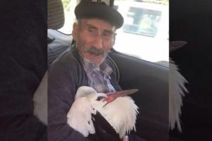 Yaralı leyleğe b&ouml;yle yardım etti