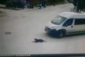 Bursa'da yolda uyuyan k&ouml;peği ezen servis şof&ouml;r&uuml; b&uuml;y&uuml;k tepki &ccedil;ekti!