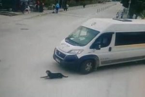 Bursa'da köpeği ezen servis şoförüne bir şok daha!