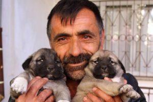 11 Kangal k&ouml;peği yavrusunu &ccedil;aldılar!
