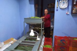 Erdek'te zeytin hasadı başladı
