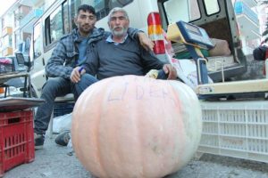 Tam 55 kilo! "Kendi bah&ccedil;emde yetiştirdim. &Ccedil;ok s&uuml;per bir kabak"