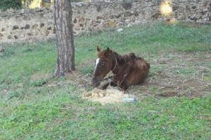&Ouml;l&uuml;me terk edilen at kurtarıldı