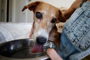 Sokak k&ouml;peği v&uuml;cudundaki 126 sa&ccedil;mayla yaşıyor