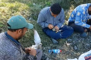 Yasa dışı şahin avcısı Suriye uyruklu 3 şahıs yakalandı