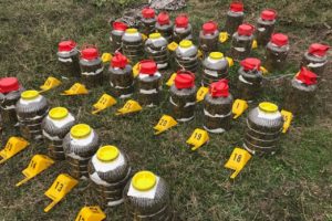Esrarları plastik kova ve cam şişelerde saklamışlar