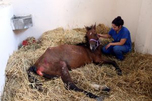 &Ouml;l&uuml;me terk edilmiş at Bursa'da tedavi edildi