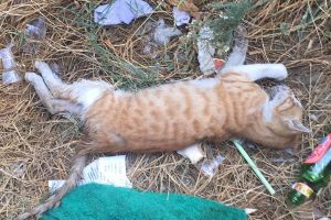 Esnafın selde bulup kurtarmaya çalıştığı kedi öldü