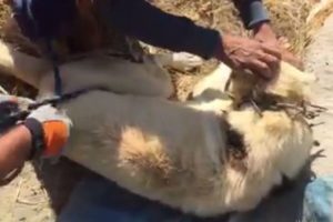 Kuyuya d&uuml;şen k&ouml;peği itfaiye kurtardı