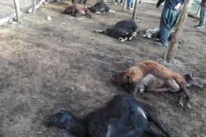 Kurt ağıla girdi, 24 hayvan telef oldu