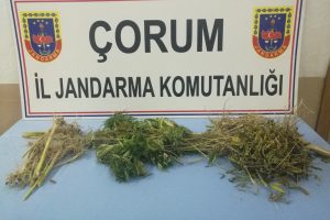 Jandarmadan kenevir operasyonu