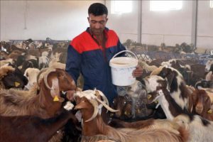 Devlet desteği ile kurduğu çiftlikte keçi sütü üretiyor