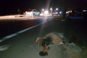 Ara&ccedil;lar karanlıkta g&ouml;r&uuml;lmeyen k&uuml;&ccedil;&uuml;kbaş hayvanlara &ccedil;arptı