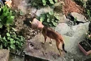 Başına bidon sıkışan k&ouml;pek kurtarıldı