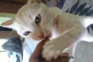 Bu da &ccedil;ekirdek &ccedil;itleyen kedi