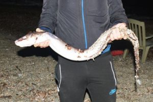 Oltaya yakaladı, g&ouml;renler şaşırdı