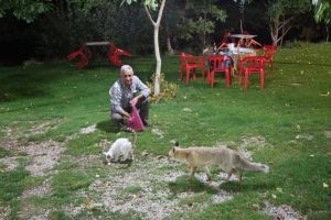 Bu tilkiler her g&uuml;n lokantada