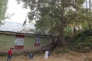 Şırnak'ta ceviz hasadı başladı