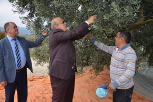 Bursa İznik'te zeytin hasadı başladı