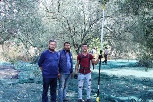 Ayvalık'ta zeytin &uuml;reticisinin hasat coşkusu