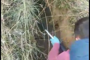 Bursa'da &ccedil;ukura sıkışan k&ouml;pek yavrularına yardım eli