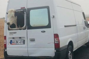 &Ccedil;alıntı minib&uuml;sle hayvan hırsızlığı