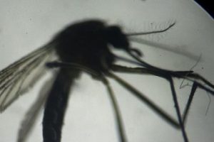 Hindistan'da 72 kişide zika vir&uuml;s&uuml; vakası
