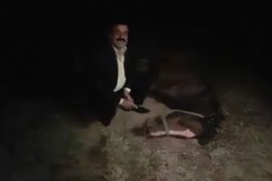 'Batı Nil' vir&uuml;s&uuml;nden 15 yarış atı &ouml;ld&uuml;