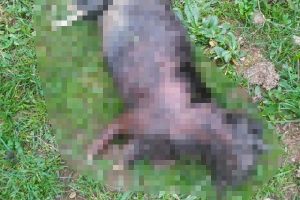 Kocaeli'de yakılmış kedi bulundu