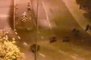 İzmir'de domuzlar şehre indi