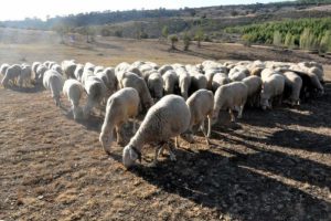 'K&uuml;&ccedil;&uuml;kbaş hayvancılıkla ithal et sorunundan kurtuluruz'