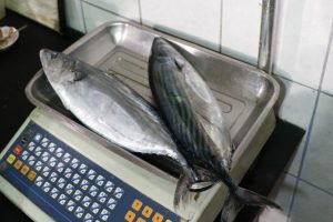 Tanesi 1 kilo 300 gram gelen palamut 15 TL'den satılıyor