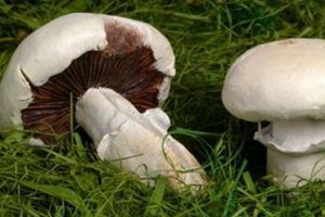 Topladıkları mantarları yiyen 3 kişi hastanelik oldu