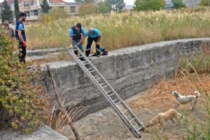 Sulama havuzuna d&uuml;şen 3 k&ouml;pek kurtarıldı