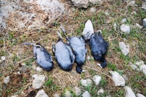 4 sakarmeke i&ccedil;in 5 bin lira ceza uygulandı