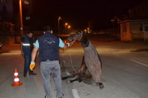 Bursa'da hamile atı ölüme terk ettiler