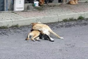 Duygulandıran g&ouml;r&uuml;nt&uuml;! Annesini kaybeden kediyi...