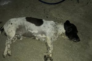 K&ouml;pek katliamı durmak bilmiyor